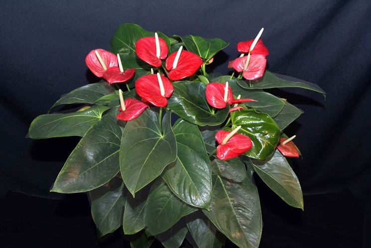 anthurium rosso