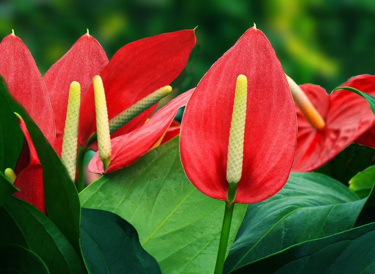 anthurium rosa