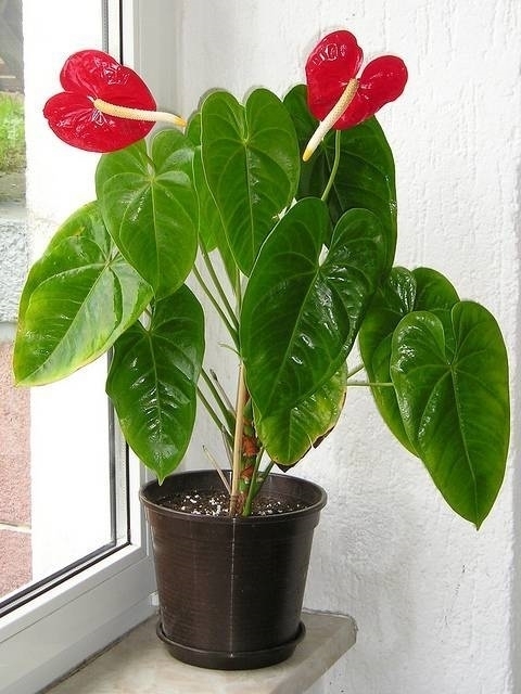 Anthurium Rosso Altezza 45 cm, Pianta Vera, Pianta da Interno, Vaso  Artigianale in Terracotta : : Giardino e giardinaggio