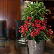 Ardisia crispa