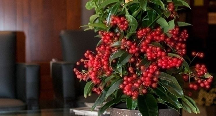 Ardisia crispa