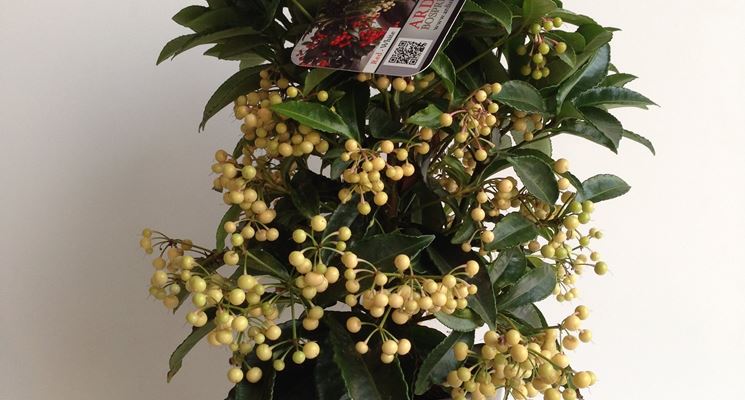 ardisia