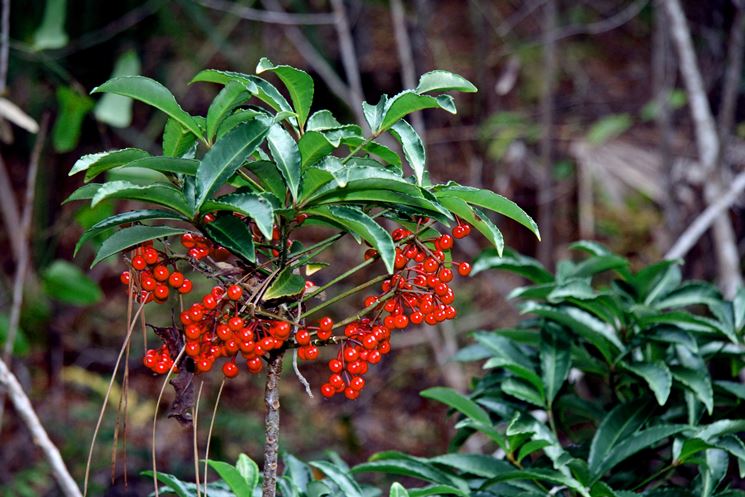 ardisia pianta