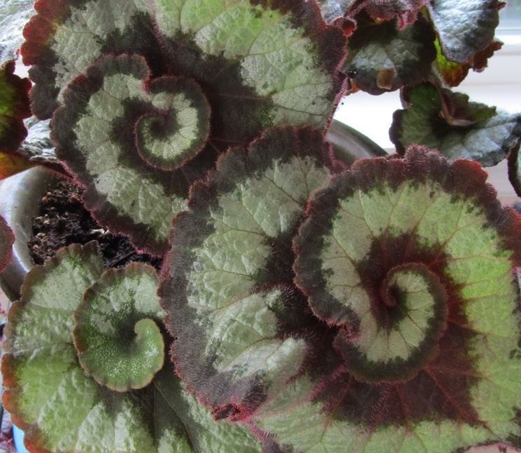 fiori begonia