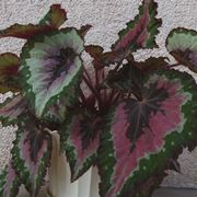 begonia rex