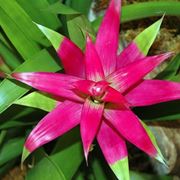 bromelia fiore