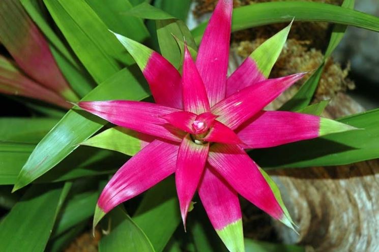 bromelia fiore