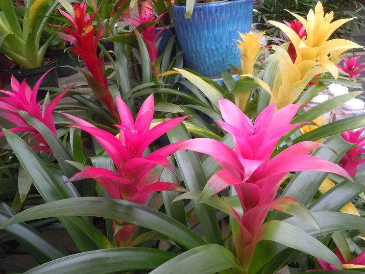 piante bromeliacee