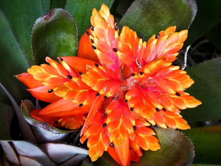 particolare bromeliacea