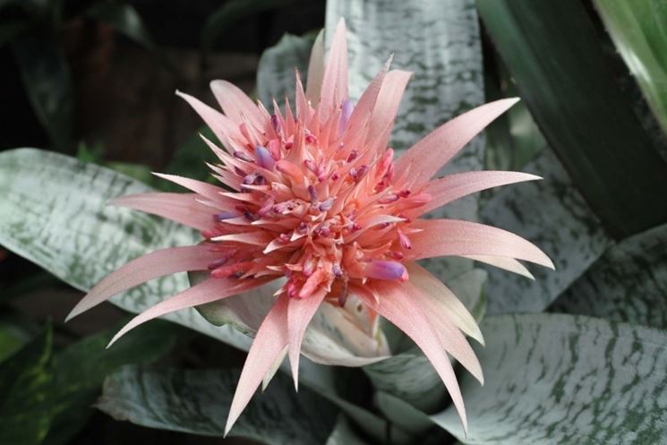 fiore bromeliacea