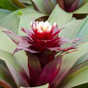 bromeliaceae