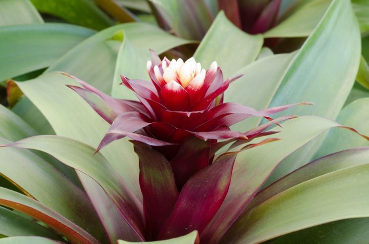 bromeliaceae