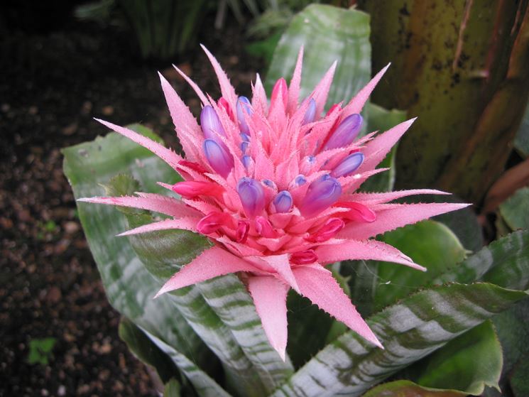 bromeliaceae