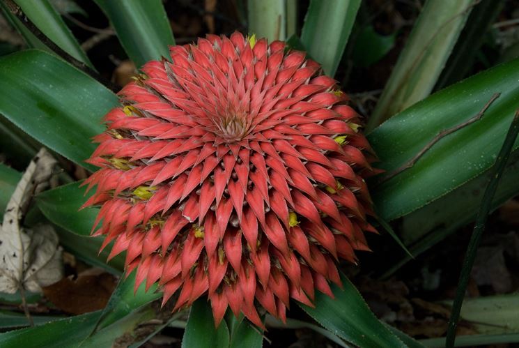 bromeliacea pianta