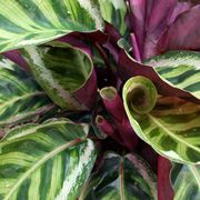 Calathea piante da interno come curare la calathea Calathea foglie secche