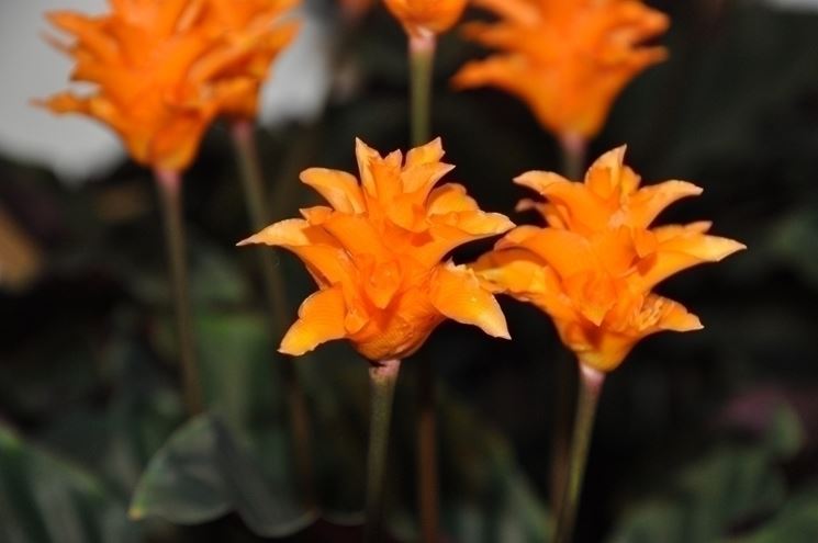 Calathea crocata