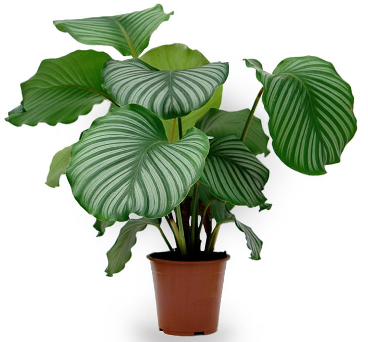 calathea