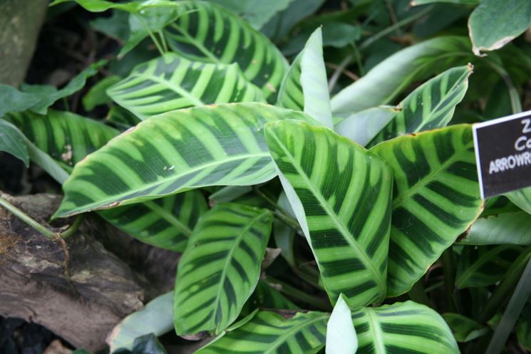 Calathea