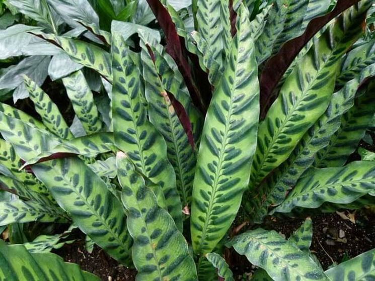 Calathea mackoyana