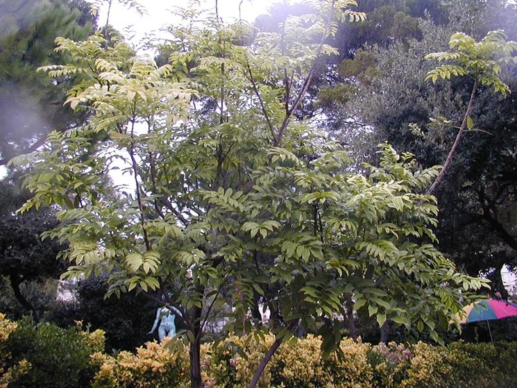 http://www.zimbabweflora.co.zw/speciesdata/images/16/166180-1.jpg