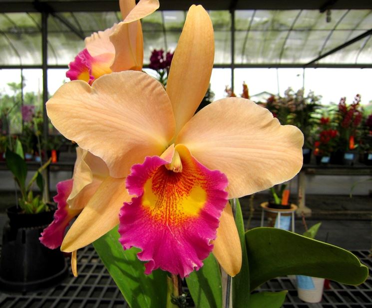 fiore Cattleya