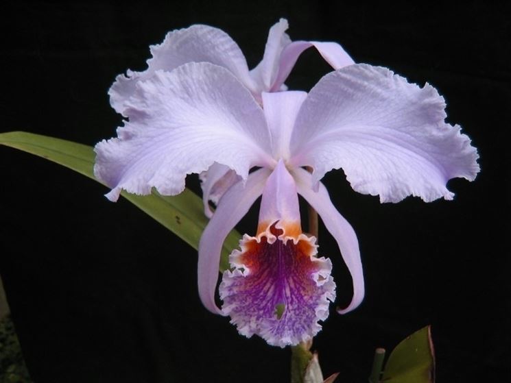 orchidea cattleya