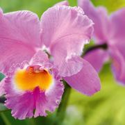 cattleya