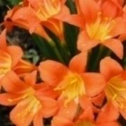 Clivia