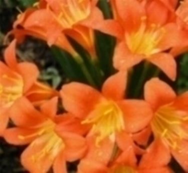 Clivia