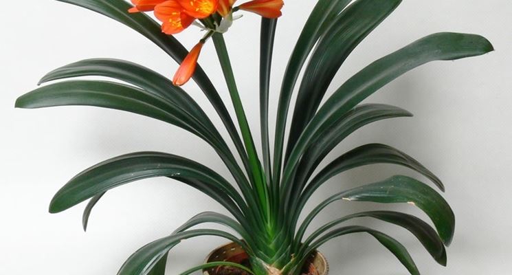 clivia