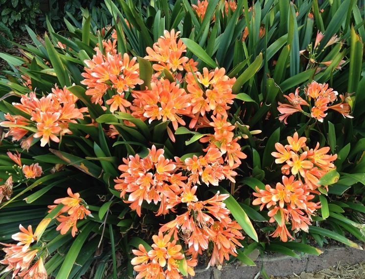 clivia