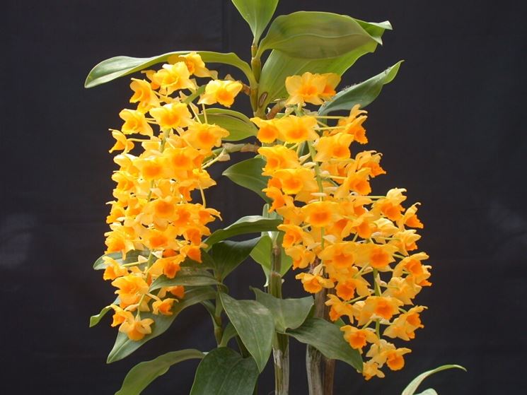 dendrobium