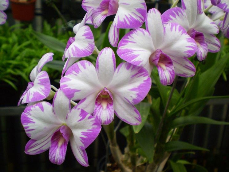 Dendrobium - Dendrobium - Dendrobium - Orchidee - Dendrobium - Dendrobium - Orchidee