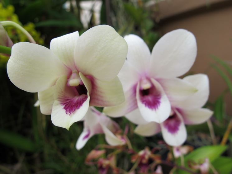 dendrobium