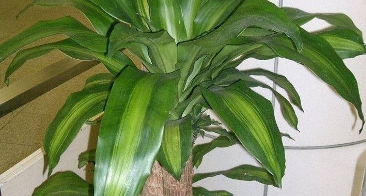 dracena fragrans