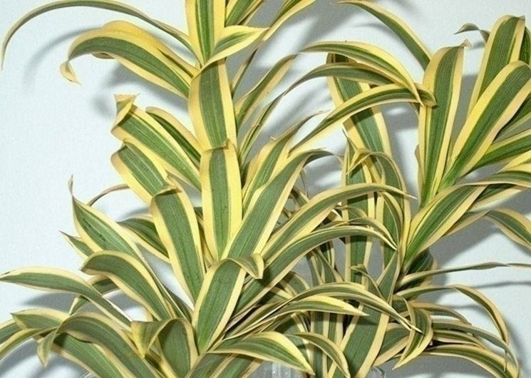 Dracena