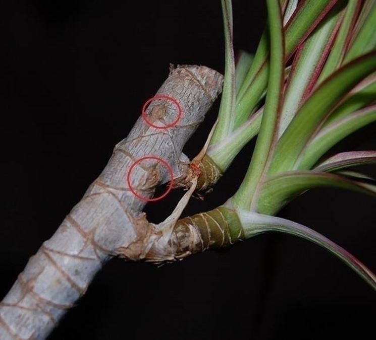 Dracena dracaena dracaena piante da interno dracena ... Come potare il tronchetto della felicità