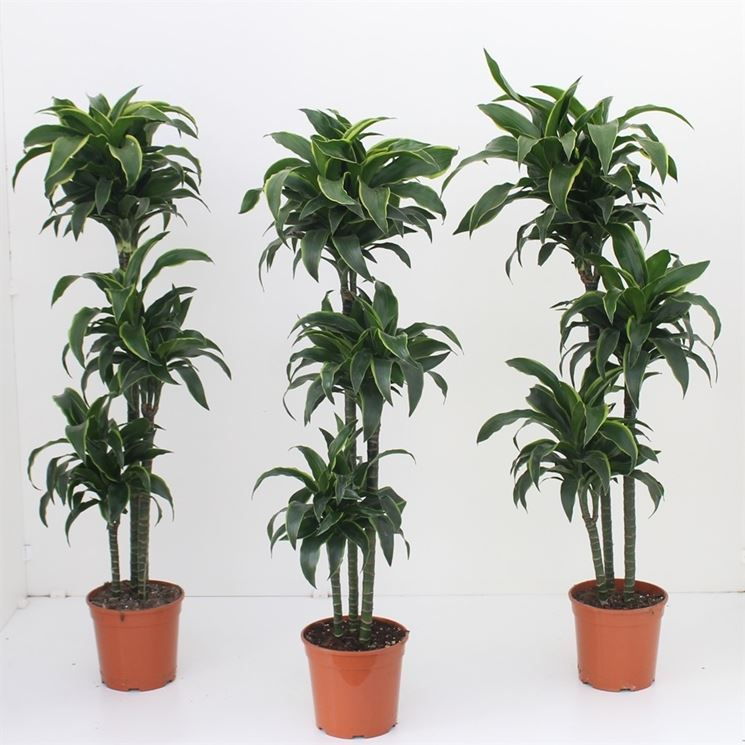 Dracena