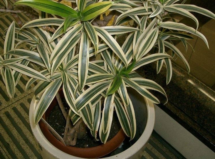 La Pianta di Dracena