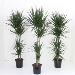 dracena marginata