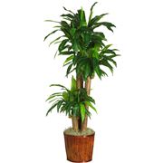 dracena compacta