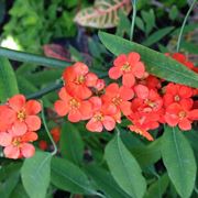 Euphorbia