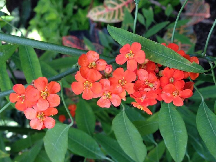 Euphorbia