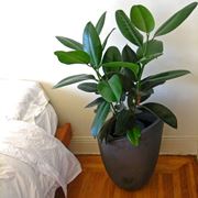 Il ficus elastica 