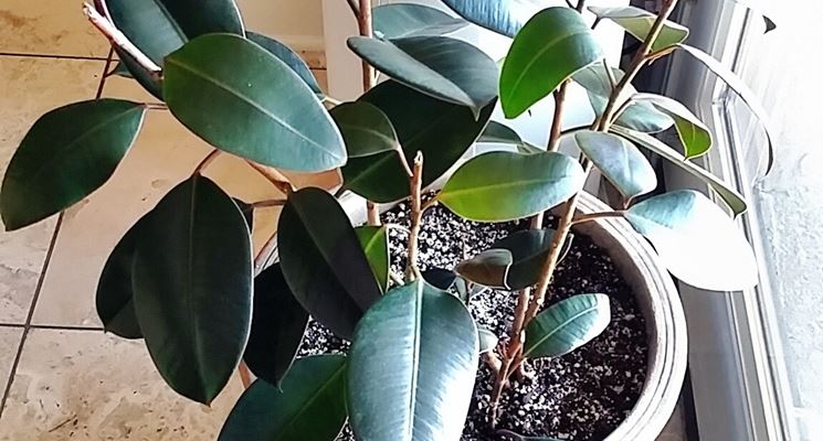 ficus