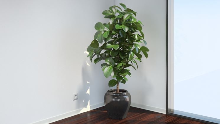 coltivare ficus