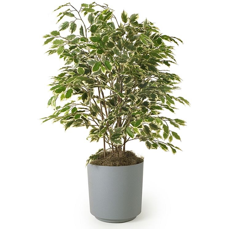 ficus