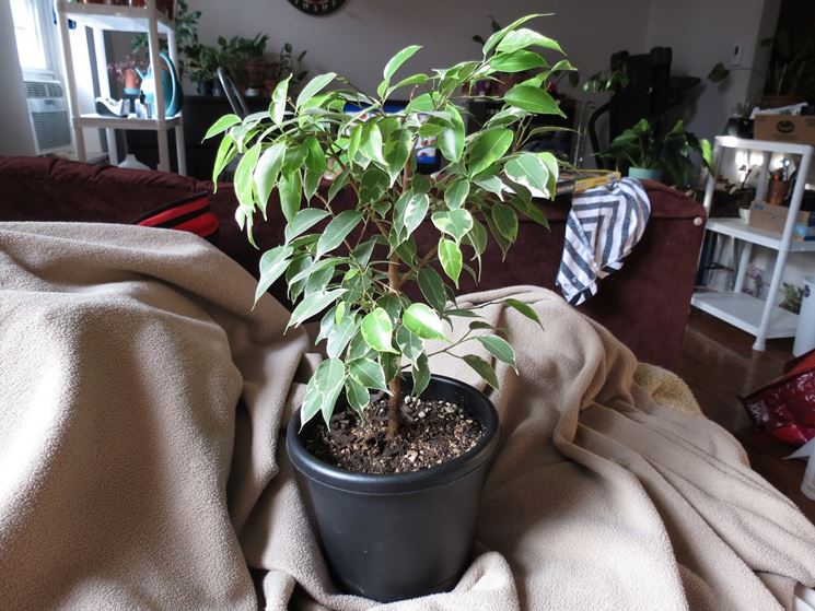 Ficus elastica