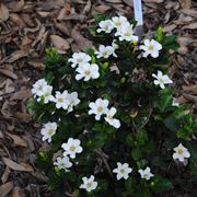 pianta gardenia