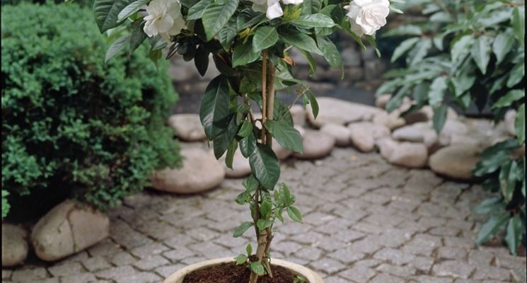 gardenia in vaso